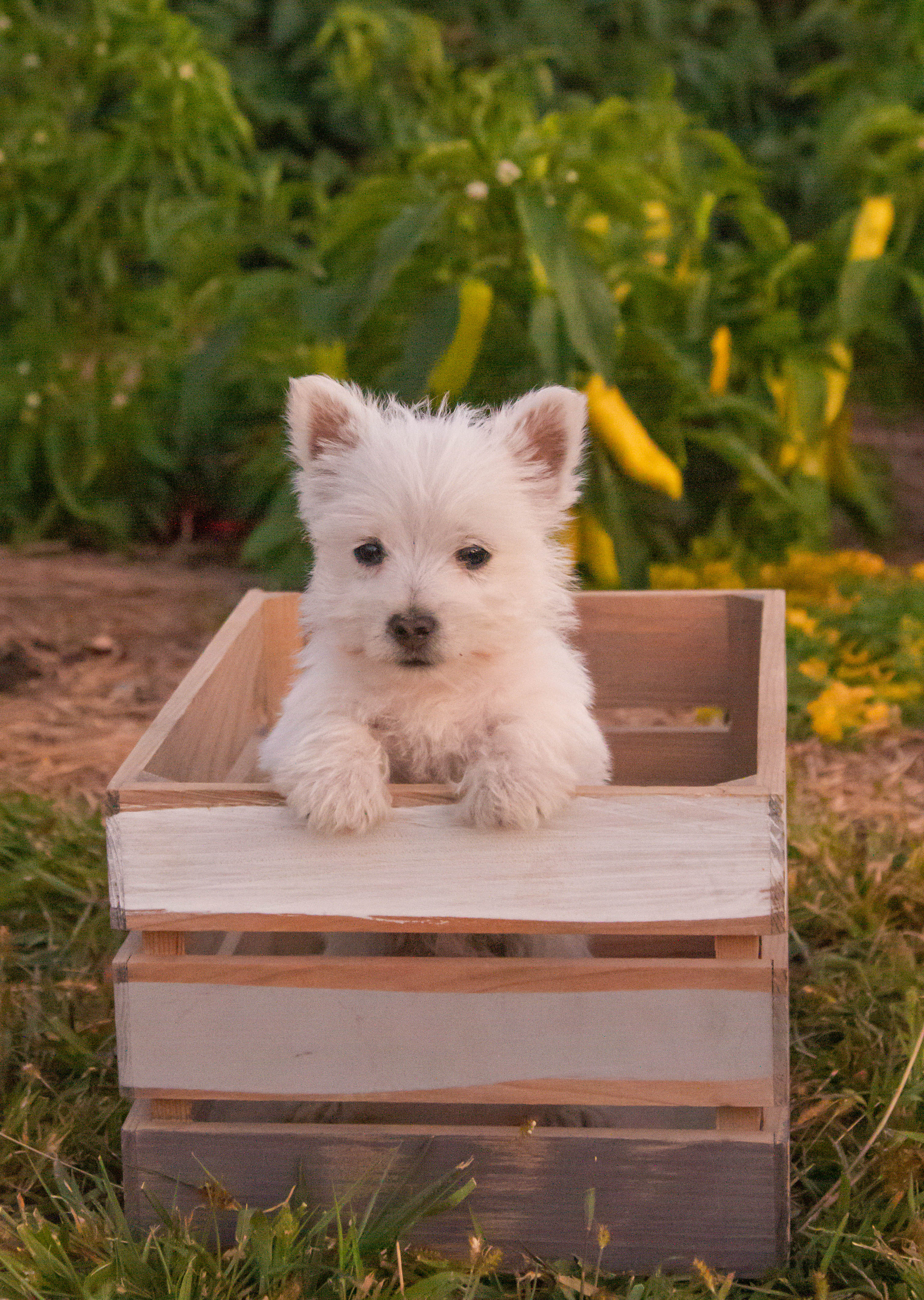 puppy, for, sale, West Highland White Terrier, Amos B. King, dog, breeder, Romney, WV, dog-breeder, puppy-for-sale, forsale, nearby, find, puppyfind, locator, puppylocator, aca